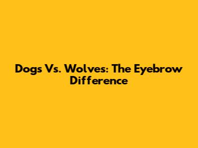 Dogs Vs. Wolves: The Eyebrow Difference