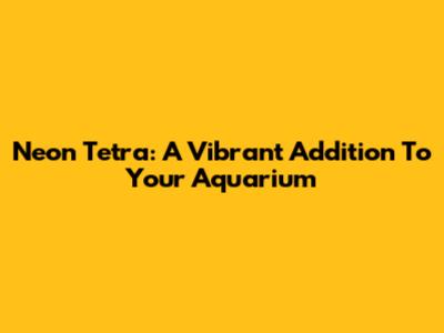 Neon Tetra: A Vibrant Addition To Your Aquarium