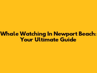 Whale Watching In Newport Beach: Your Ultimate Guide